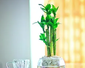 如何养护水竹让其更旺盛?(宝贵经验与技巧分享,让你的水竹健康茁壮成长!)1