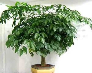 Home Gardening (Tree Species Recommendations for Home) 3
