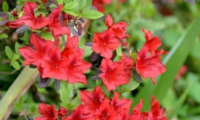 Rhododendron