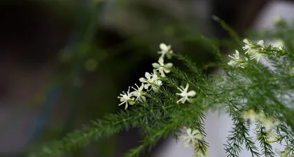 文竹开花的条件与方法(从生长环境到养护技巧,了解文竹开花的一切)1