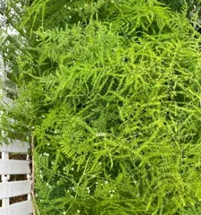 文竹开花的条件与方法(从生长环境到养护技巧,了解文竹开花的一切)2