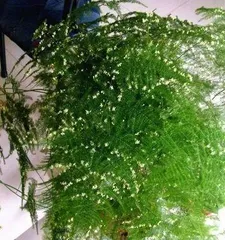 文竹开花的条件与方法(从生长环境到养护技巧,了解文竹开花的一切)3