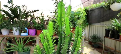 Flowering years and care tips for dragon bone (How long have you had your dragon bone before you see it bloom in splendid colors?) 3