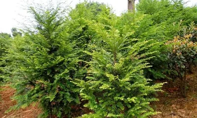 Taxus Soil Preparation and Planting Soil (Understanding Taxus Characteristics to Choose the Most Suitable Soil for Them) 1
