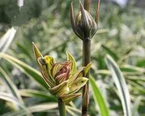 金边兰花的养殖方法和注意事项(打造优美的兰花园林——从选择苗木到日常养护,这些你必须知道!)1