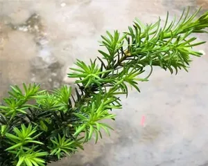 Taxus Soil Preparation and Planting Soil (Understanding Taxus Characteristics to Choose the Most Suitable Soil for Them) 3