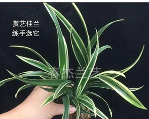 金边兰花的养殖方法和注意事项(打造优美的兰花园林——从选择苗木到日常养护,这些你必须知道!)3