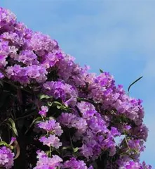 蒜香藤养护与开花全攻略（几年才能开花？掌握这些技巧，让蒜香藤早日开花绽放）1