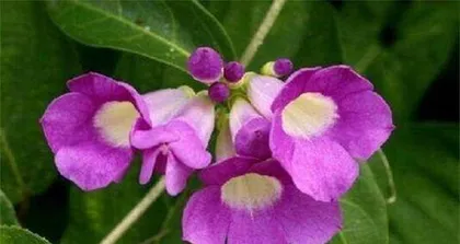蒜香藤养护与开花全攻略（几年才能开花？掌握这些技巧，让蒜香藤早日开花绽放）2