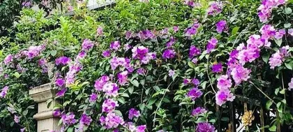 蒜香藤养护与开花全攻略（几年才能开花？掌握这些技巧，让蒜香藤早日开花绽放）3