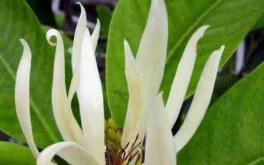 白兰花怎么养护开花多（白兰花种植技巧分享，让你家的白兰花开出最美的花朵）2