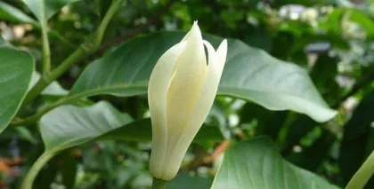白兰花怎么养护开花多（白兰花种植技巧分享，让你家的白兰花开出最美的花朵）3