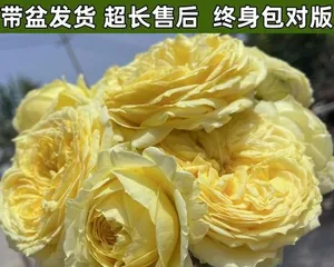 The blooming time and cycle of the Juice Balcony flowers (Exploring how many times the Juice Balcony flowers bloom in a year and the duration of the blooming season, providing planting reference for flower enthusiasts)