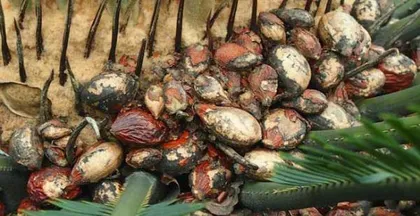 The Edible Value and Precautions of Zamia Fruit (Exploring the Nutritional Composition and Suitable Groups for Zamia Fruit)