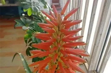 Aloe Classification and Characteristics (Unveiling the True Face of Aloe)