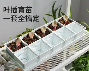 Dwarf Succulent Leaf Propagation Methods Explained (Help Your Succulent Family Grow Bigger, Try It Out!)