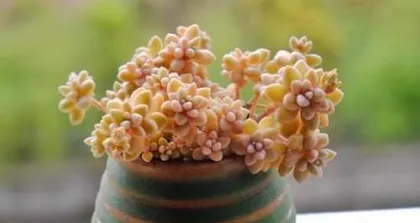 Cultivation Methods and Key Points for Growing Ji Qiuli (Easily Master the Techniques for Growing Ji Qiuli and Create a Beautiful Courtyard)