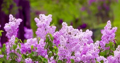 The Beauty of Lilac Fragrance (Exploring the Mystery of Lilac's Aroma)