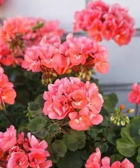 The most suitable plants to place in the kitchen (let plants add greenery and freshness to your kitchen)