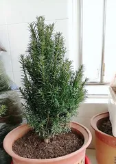 The Watering Method for红豆杉 bonsai tree (How to Water a红豆杉 bonsai tree)