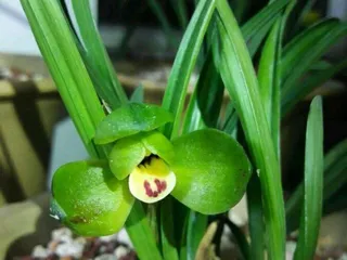 How to Water Orchids Scientifically in Winter? (Winter Watering Methods and Precautions)