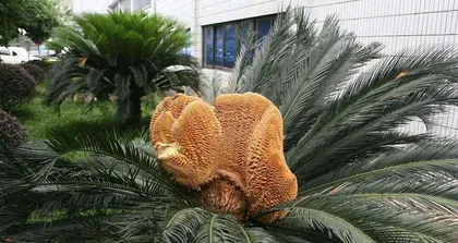 Reasons why you shouldn't keep a Zamioculcas zamiifolia (ZZ plant) at home (its toxicity and harm to human health)