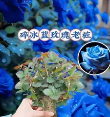 The Meaning of Blue Roses (Exploring the symbolic significance of the meaning of blue roses)