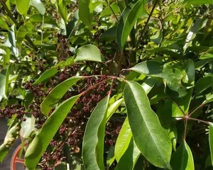Does the Zamioculcas ( ZZ Plant) flower? - Exploring the flowering signs and vitality of Zamioculcas (Unveiling the mysterious face of Zamioculcas, exploring the secrets of flowering and vitality)