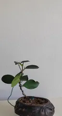 Pruning Methods for Bonsai Ficus (Techniques to Promote Healthier Growth of Bonsai Ficus)