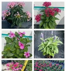 Five-star flower is cold-resistant, winter care tips are revealed (How to take care of five-star flowers in the cold season to ensure they have a comfortable winter?)