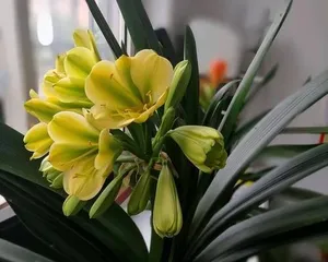 Key points for selecting fertilizer for Clivia Miniata (Creating the best fertilizer for caring for Clivia Miniata)