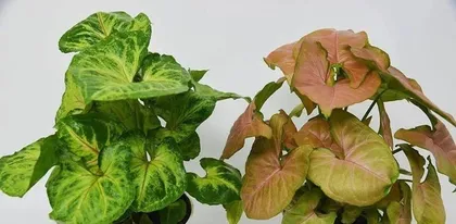 Hydroponics and Soil Cultivation of Cardamom (How to Choose the Optimal Cultivation Method?)