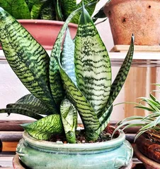 Time and Precautions for Repotting Sansevieria (How to Make Sansevieria Grow Healthily)