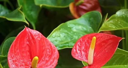 The Toxicity and Care Methods of Butterfly Melon (Understanding the safety issues of Butterfly Melon for more放心 indoor care)