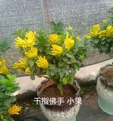 The care methods for pot-grown Buddha's hands (understand the preferences of Buddha's hands and do well in care work)