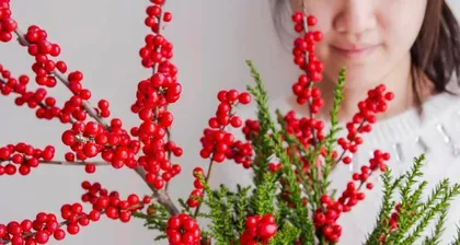 A Complete Guide to Ornamental Plants (Exploring the Beauty of Life, Savoring the Joy of Food)