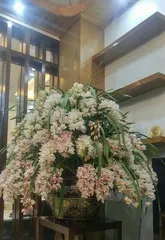 Growing orchids indoors is a breeze (Cultivating beautiful home spaces: Key care tips for orchids)