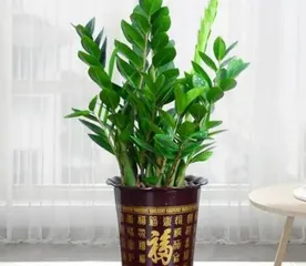 Exploring the Wonderful World of Money-Bearing Plants (Unearthing the Valuable Plant Resources in Money-Bearing Gardens)
