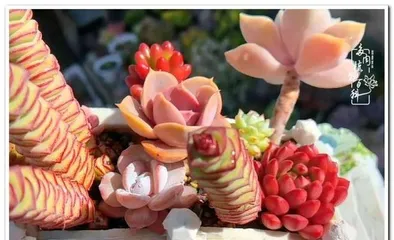 Guide to Caring for Indoor Plants in Northwest (15 Types of Indoor Plants to Bring More Life to Your Home)