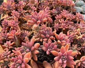 Complete Guide to Growing Echeveria 'Autumn Joy' (Indoor Planting Made Easy, Comprehensive Guidance from Understanding to Care)