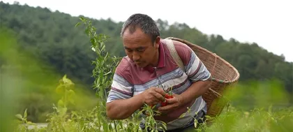 Analysis of the Harvesting Time and Maturity Season of Red Chili Peppers (Correlation Analysis between Red Chili Pepper Harvesting Time and Origin)