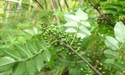 Ecological Characteristics and Application Value of Sichuan Pepper Tree (Exploring the Preciousness of Deciduous Small Tree)