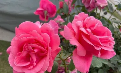 Respected and noble flower (transmitting reverence for nature through the language of flowers)