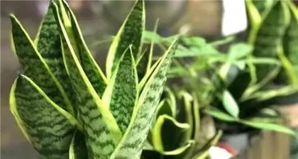 Detailed Guide on Growing Snake Plant in Pots (Beautiful Succulent Plant Suitable for Indoor Cultivation)