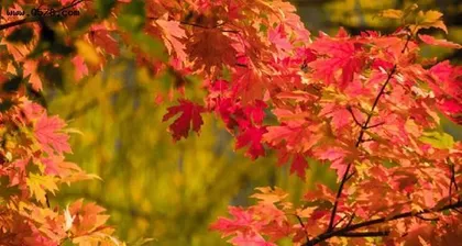 The Meaning and Symbolism of Japanese Maple (Exploring the Meaning of Japanese Maple's Language)