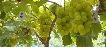 Grape Growth Environment Conditions and Characteristics (Exploring the Journey of Grape Growth)