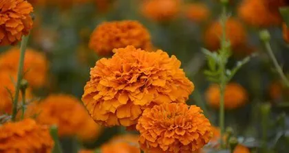 Growing and Caring for Marigolds (Complete Guide from Planting to Blooming, Best Choice for Autumn)