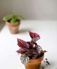 How long does the begonia bloom? - Exploring the blooming season of begonias (from the meaning of flowers to the landscape, a comprehensive analysis of the begonia blooming period)