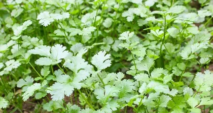 Western Cabbage Growing Guide (Time, Methods, Care - All in One)