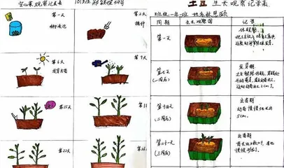 Western Cabbage Growing Guide (Time, Methods, Care - All in One)1